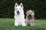 BERGER BLANC & CAIRN TERRIER 015